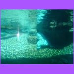 Polar Bear Under Water 3.jpg